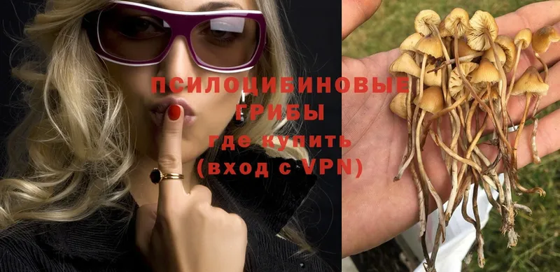 Псилоцибиновые грибы Psilocybe  купить наркотик  блэк спрут зеркало  Бутурлиновка 